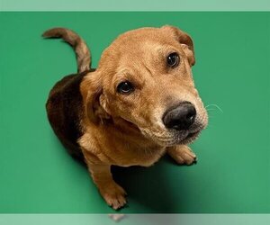 Beagle-Unknown Mix Dogs for adoption in Tulsa, OK, USA