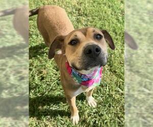 Labrador Retriever-Unknown Mix Dogs for adoption in Tulsa, OK, USA