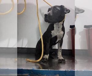 American Pit Bull Terrier Dogs for adoption in Bakersfield, CA, USA