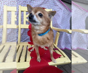 Chihuahua-Unknown Mix Dogs for adoption in Sioux Falls, SD, USA