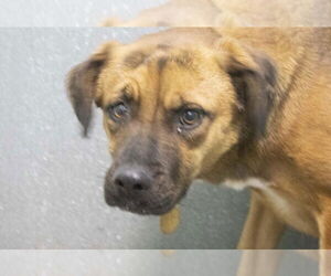 Black Mouth Cur-Unknown Mix Dogs for adoption in Mountain Home, AR, USA