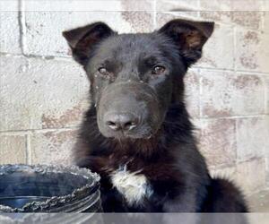 German Shepherd Dog Dogs for adoption in San Bernardino, CA, USA