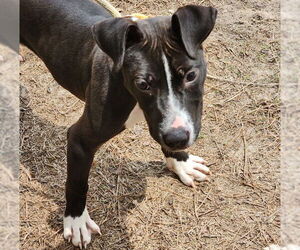 Mutt Dogs for adoption in Hilton Head, SC, USA