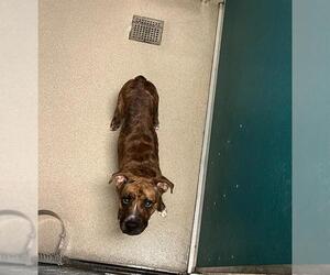 Boxer-Unknown Mix Dogs for adoption in Newton, NC, USA