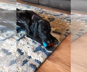 Labrador Retriever-Unknown Mix Dogs for adoption in Reedsport, OR, USA