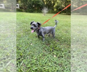 Shih Tzu-Unknown Mix Dogs for adoption in Zellwood, FL, USA