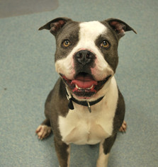Boxer Dogs for adoption in Newton, KS, USA