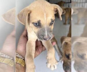 Black Mouth Cur-Unknown Mix Dogs for adoption in Houston, TX, USA