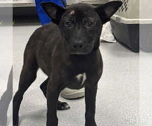 Labrador Retriever-Unknown Mix Dogs for adoption in Washington, DC, USA