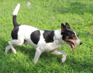 Jack Russell Terrier-Unknown Mix Dogs for adoption in Joplin, MO, USA