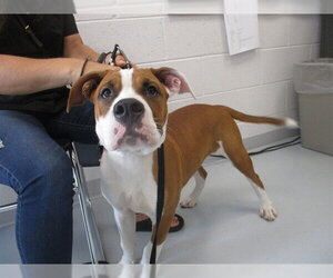 Boxer-Unknown Mix Dogs for adoption in Ocala, FL, USA