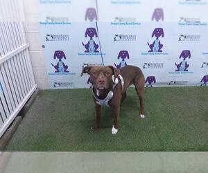 Labrador Retriever-Unknown Mix Dogs for adoption in Orlando, FL, USA