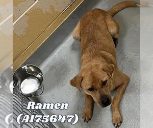 Labrador Retriever-Unknown Mix Dogs for adoption in Tulsa, OK, USA