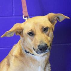 Shepradors Dogs for adoption in Huntley, IL, USA