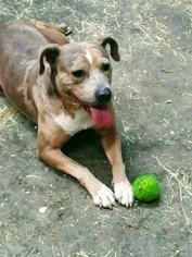 Small American Pit Bull Terrier-Catahoula Leopard Dog Mix