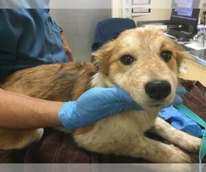 Mutt Dogs for adoption in Riverside, CA, USA