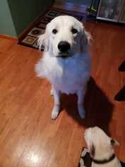 Medium Photo #1 Great Pyrenees Puppy For Sale in Azle, TX, USA