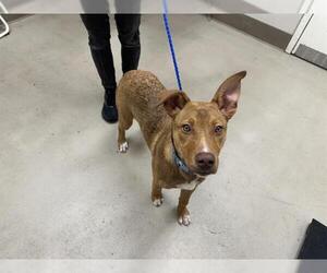Australian Kelpie-Unknown Mix Dogs for adoption in McKinleyville, CA, USA