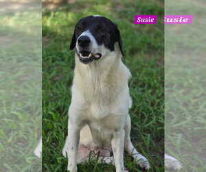 Great Pyrenees-Unknown Mix Dogs for adoption in Alexander, AR, USA