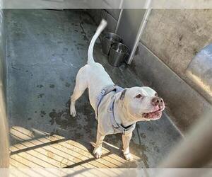 Mutt Dogs for adoption in Pasadena, CA, USA