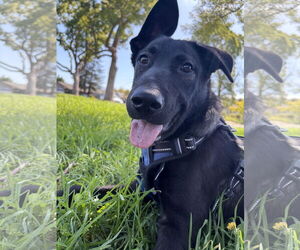 Shollie Dogs for adoption in Campbell, CA, USA