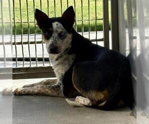Mutt Dogs for adoption in Camarillo, CA, USA