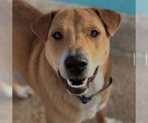 Retriever -Unknown Mix Dogs for adoption in Canton, CT, USA
