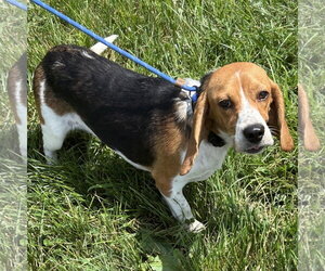 Beagle Dogs for adoption in Batavia, OH, USA