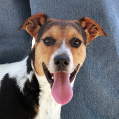Harrier-Unknown Mix Dogs for adoption in Waco, TX, USA