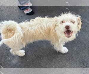 Mutt Dogs for adoption in Lockport, NY, USA