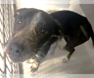 Pointer-Unknown Mix Dogs for adoption in Tallahassee, FL, USA