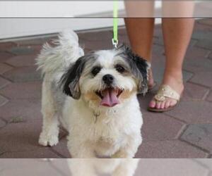 Shih Tzu Dogs for adoption in Hampton Bays, NY, USA