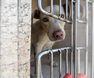 American Pit Bull Terrier-Unknown Mix Dogs for adoption in Oklahoma City, OK, USA