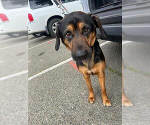 Black and Tan Coonhound-Treeing Walker Coonhound Mix Dogs for adoption in Stockton, CA, USA