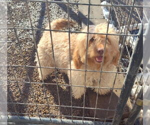 Doodle Dogs for adoption in Mukwonago, WI, USA