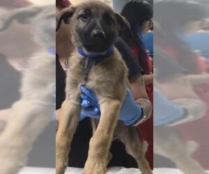 German Shepherd Dog Dogs for adoption in Riverside, CA, USA