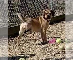 Puggle Dogs for adoption in Peoria, IL, USA