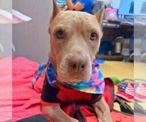 American Staffordshire Terrier-Unknown Mix Dogs for adoption in San Antonio, TX, USA