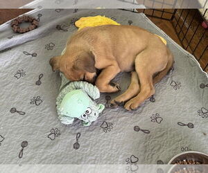 Mutt Dogs for adoption in Springdale, PA, USA