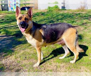 Shepradors Dogs for adoption in Woodland Hills, CA, USA
