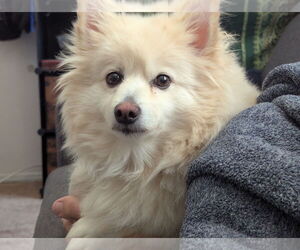 Pomimo Dogs for adoption in Fort Collins, CO, USA