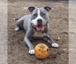 American Staffordshire Terrier Dogs for adoption in Brewster, MA, USA