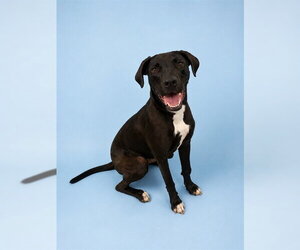 Great Dane-Labrador Retriever Mix Dogs for adoption in Westminster, MD, USA