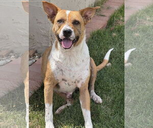 Red Heeler-Unknown Mix Dogs for adoption in Chandler, AZ, USA