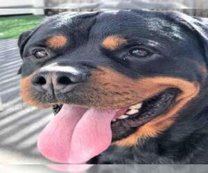 Rottweiler Dogs for adoption in Alameda, CA, USA