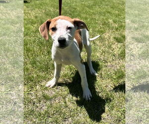 Catahoula Leopard Dog-Unknown Mix Dogs for adoption in Sterling, MA, USA