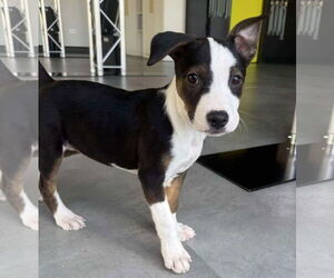 Jack Russell Terrier Dogs for adoption in GILBERTS, IL, USA