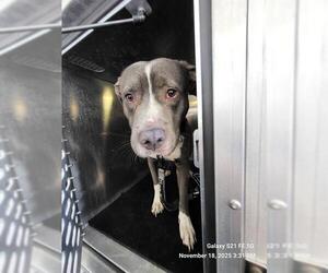 American Staffordshire Terrier-Unknown Mix Dogs for adoption in San Antonio, TX, USA