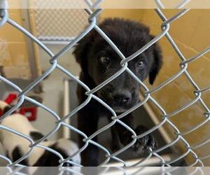Great Pyrenees-Unknown Mix Dogs for adoption in Tulsa, OK, USA
