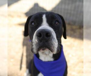 American Staffordshire Terrier-Unknown Mix Dogs for adoption in San Antonio, TX, USA